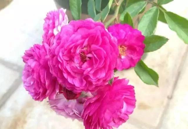 给大家介绍一下玫瑰品种,玫瑰的品种及特点介绍