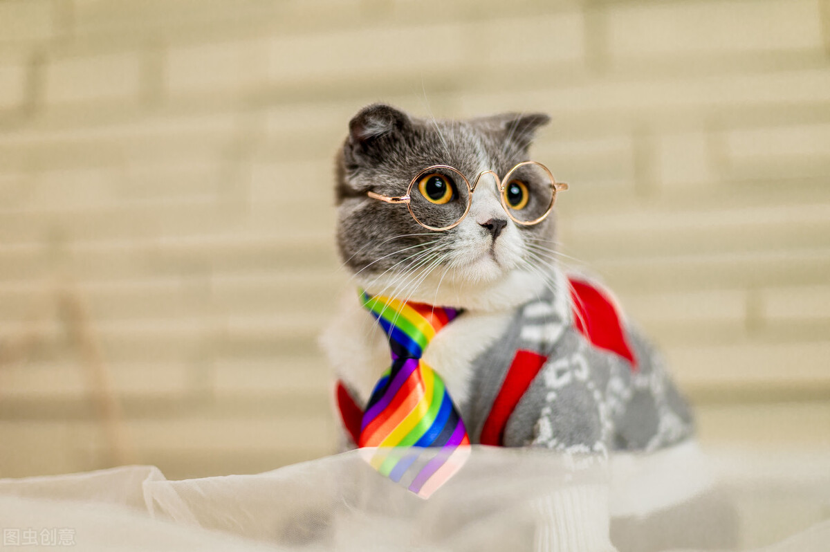 新手怎么养2个月多小奶猫,如何喂养一个月的小奶猫