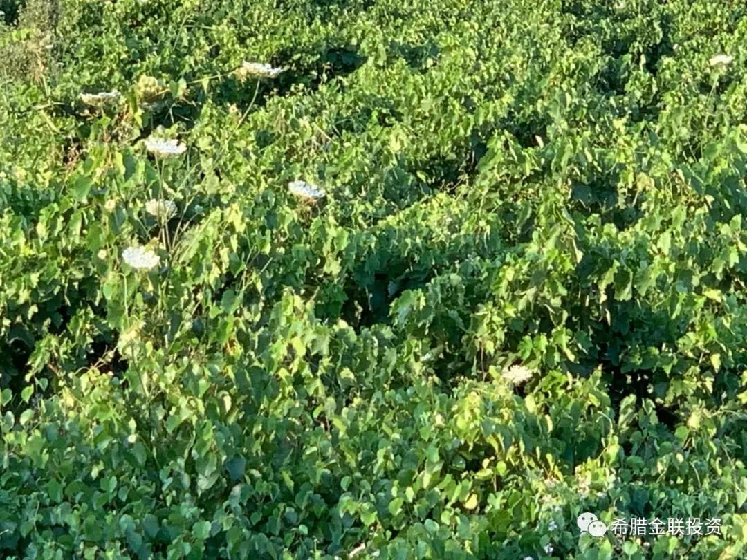 希腊农地价格,希腊土地多少钱一亩