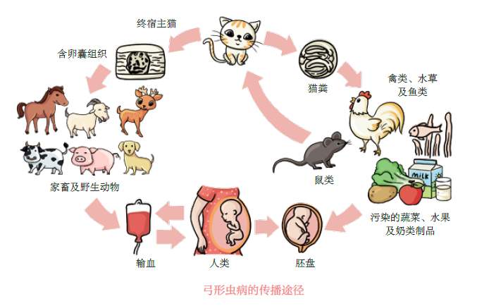 全世界有多少人被弓形虫感染,弓形虫感染率占全球多少