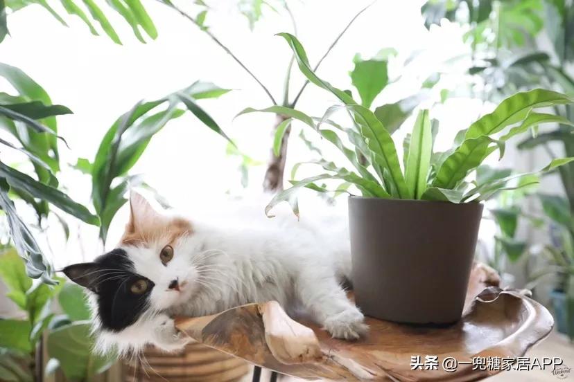 绉嶈崏鐢熸椿鏂瑰紡,绉嶈崏缁囧竷