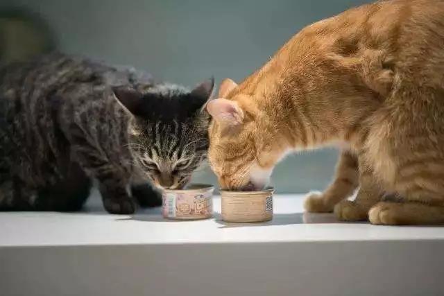 猫咪太肥胖可以节食吗,猫咪吃什么能长胖如何让猫咪长肉
