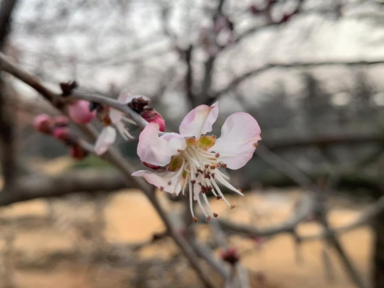 原创：初春，红色山桃惊喜开—为感谢好友赠送桃胶而作