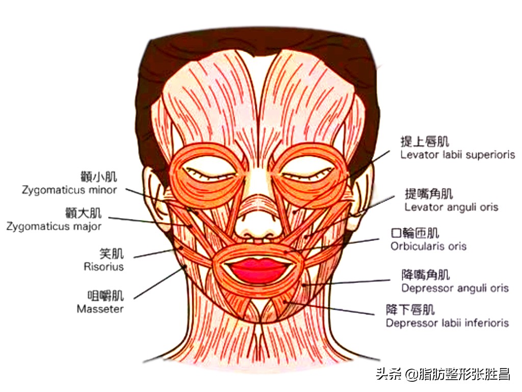 笑久了有法令纹,笑一笑减少法令纹