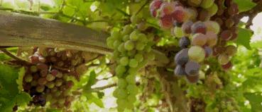 脸蛋又干又痒是怎么回事,脸蛋容易出油怎么办