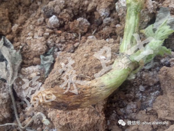 如何防治西瓜枯萎病，聊聊实用的预防措施