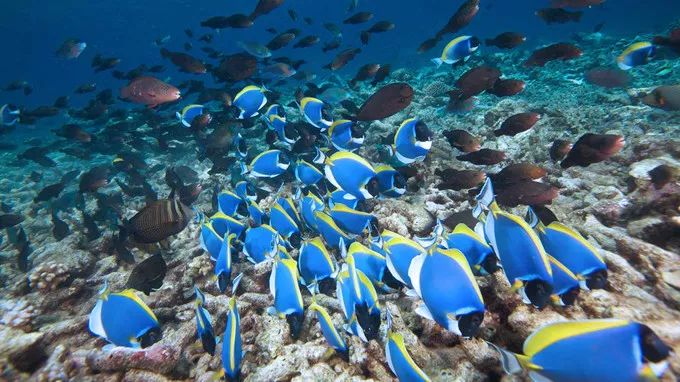 马尔代夫五万左右的岛,马尔代夫人均1万3玩什么岛