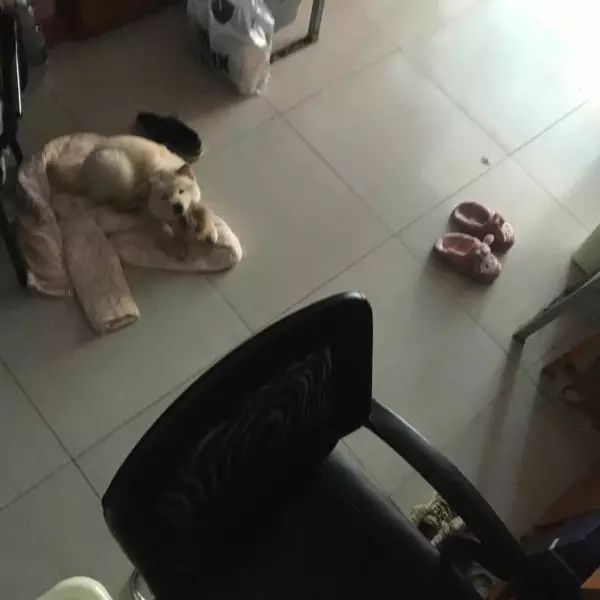 自家的狗成精了是怎样一种体验？