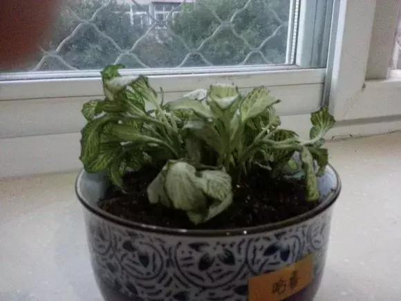 花儿蔫得快怎么回事,花儿都蔫儿了怎么办