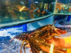 正月十五吃什么？不如带家人一起在兰州享受排挡价位的海鲜大宴吧