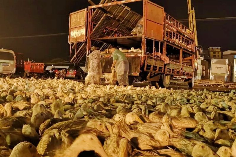 赊苗赊料，管技术包回收，农民不用投钱合作养殖，是馅饼还是陷阱