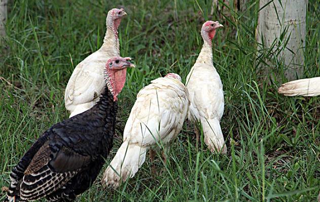 养鸡快速化痰的方法,养鸡就怕公鸡叫怎么办