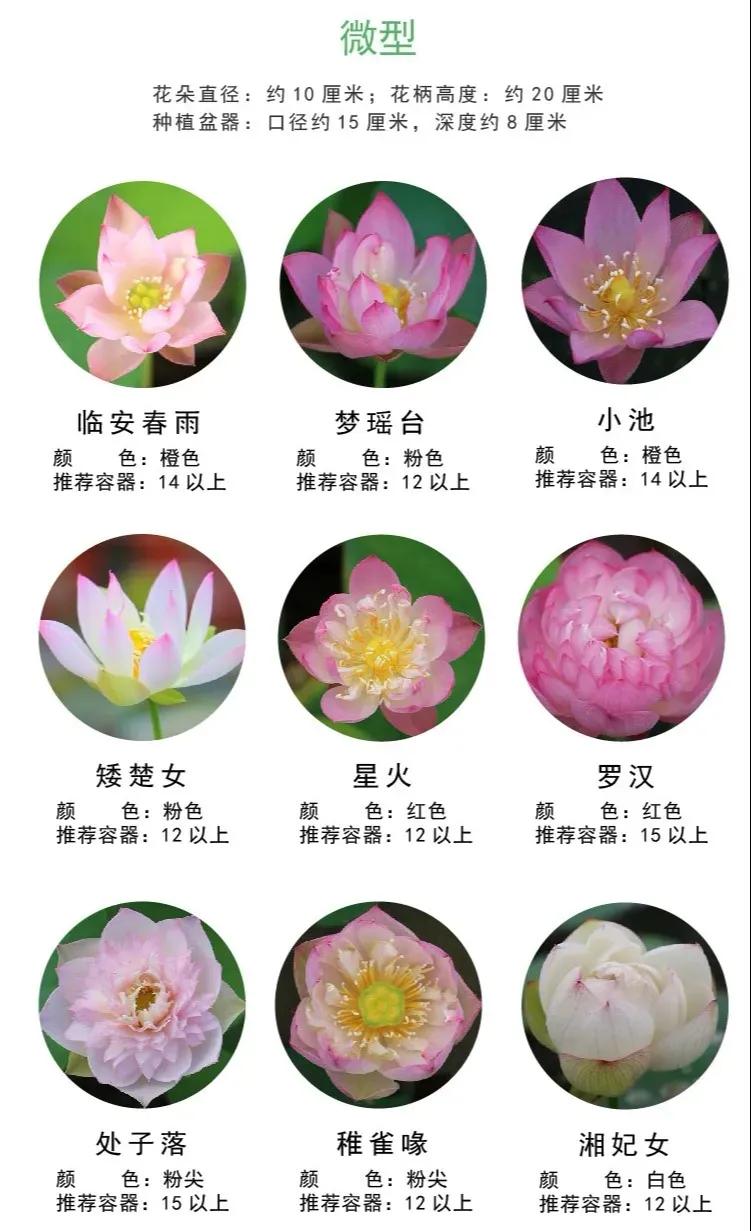 自家栽培微型观赏碗莲,迷你盆栽碗莲带花苞