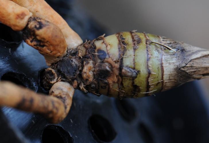 兰花的老芦头芽掉了还有用吗,老芦头的兰花怎么处理