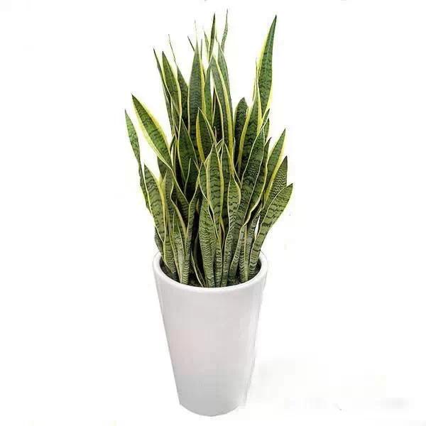 送给喜欢种花的人什么礼物,想养花却把花养死