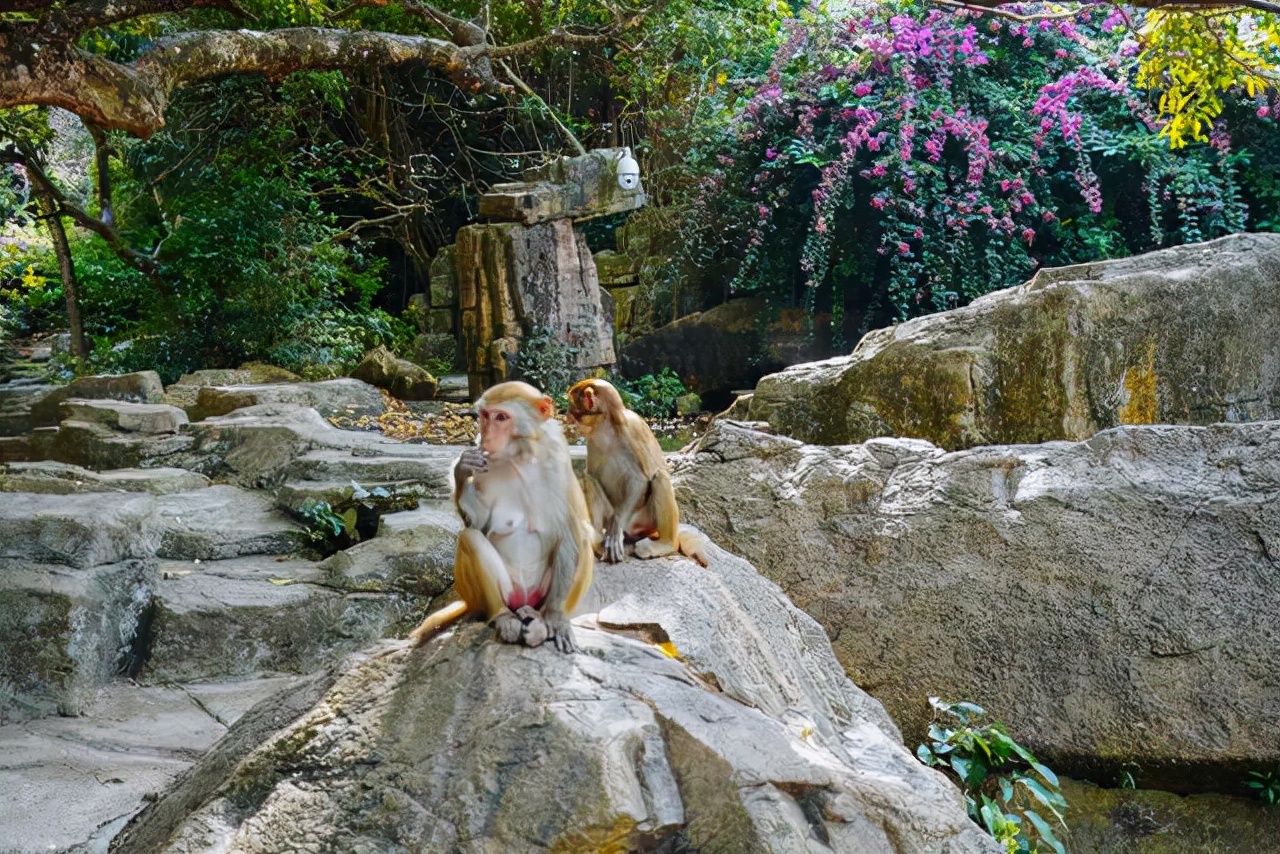 海南陵水猴岛有猴子吗,现在陵水猴岛猴子多不多