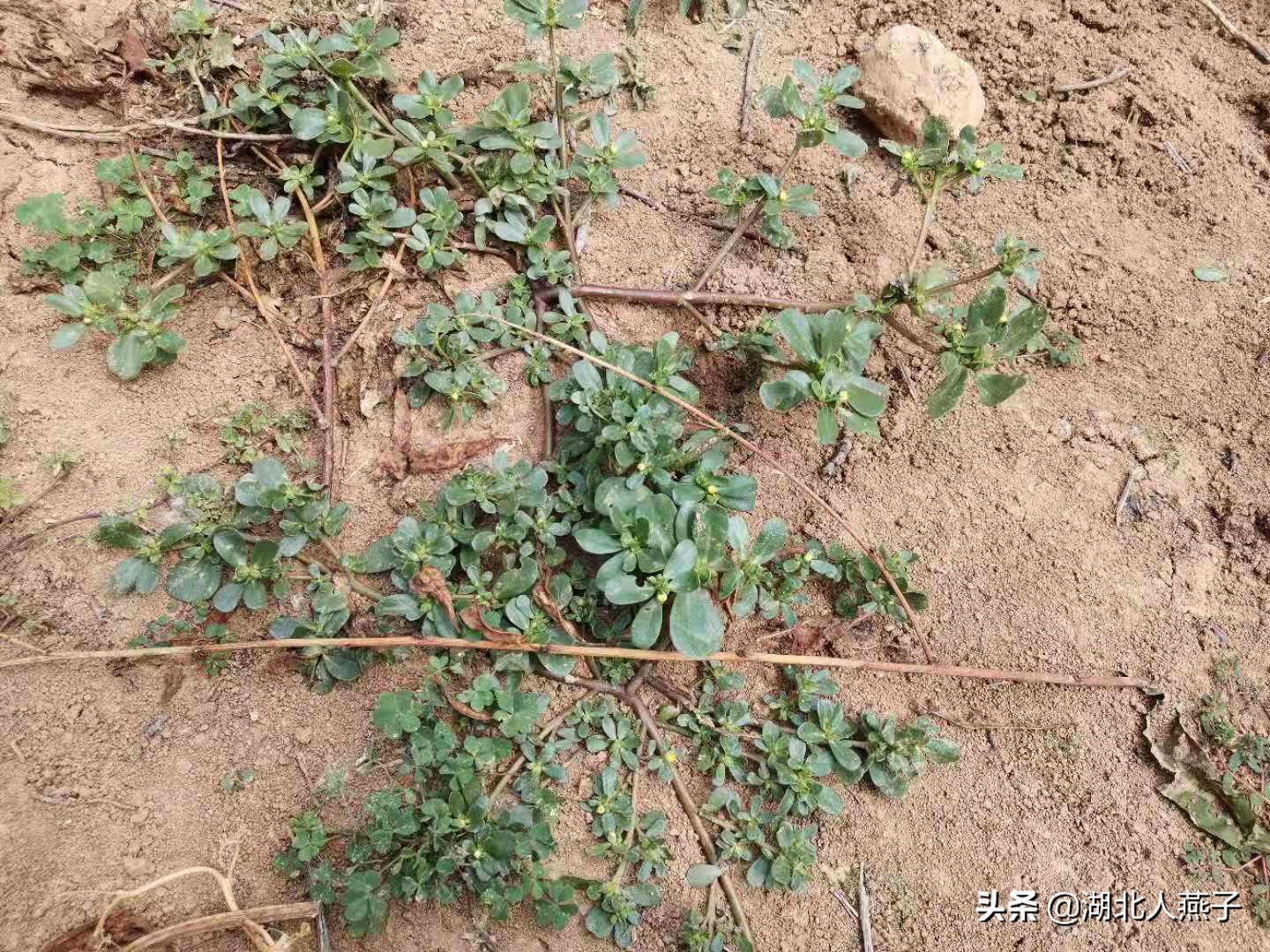 常见野菜的种类和图片大全 (各种野菜大全带图片)