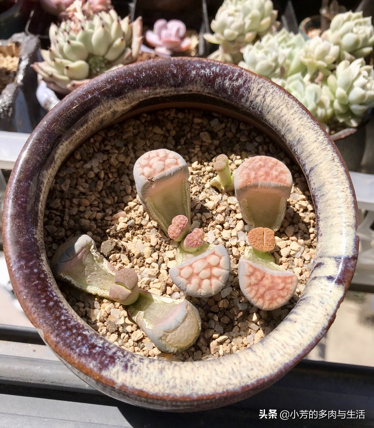 多肉生石花需要修根吗,多肉生石花怎么发根