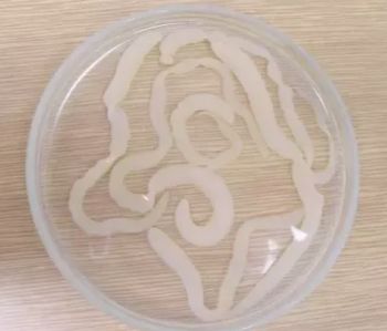 水产镜检虫图片,水产养殖常见虫类图