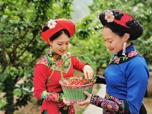 汶川甜樱桃种植,汶川早熟樱桃