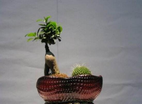 榕树烂根最好的处理方法,榕树烂根怎么救活