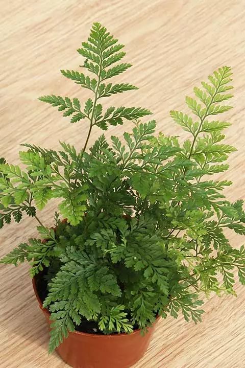 好养的盆栽花卉排名前十,盆栽花比较好养的有哪些