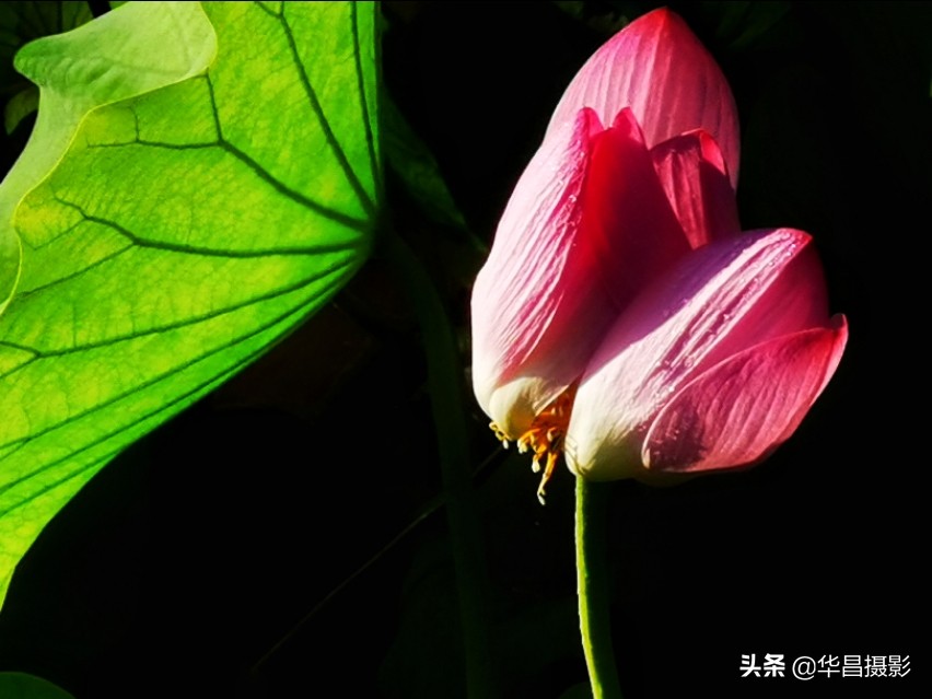 北京禧园：秋日荷花婀娜多姿惹人醉