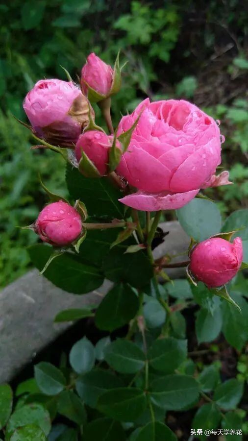 艾拉绒球小苗养护,艾拉绒球室内养殖方法