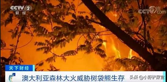 树袋熊和考拉有什么区别 (树袋熊和考拉有什么关系)