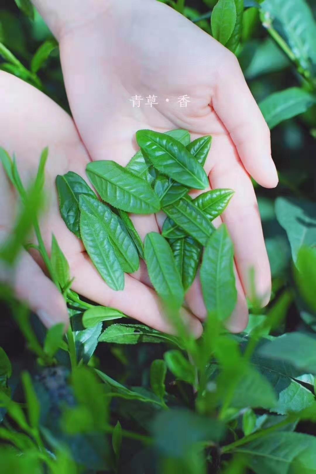 安徽名茶多少钱一斤六安瓜片,六安瓜片属于安徽名茶吗