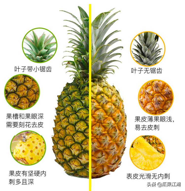 猕猴桃奇异果菠萝凤梨,菠萝与凤梨樱桃与车厘子有何区别