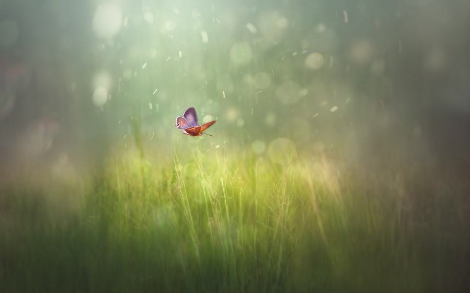 余光中精读,余光中的精神品质