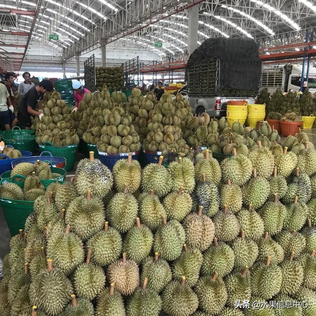 西双版纳水果市场榴莲 (上海亚洲最大的水果批发市场榴莲)