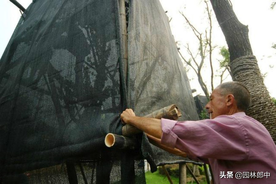 苗木回暖,温度升高苗木开始无精打采