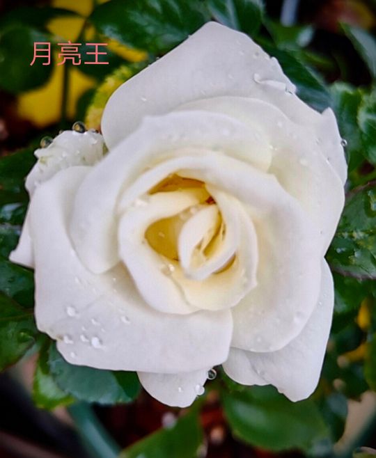 阳台系列月季品种大全,微型月季藤本月季