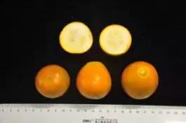 柑橘新优优缺点,设施柑橘新品种优缺点