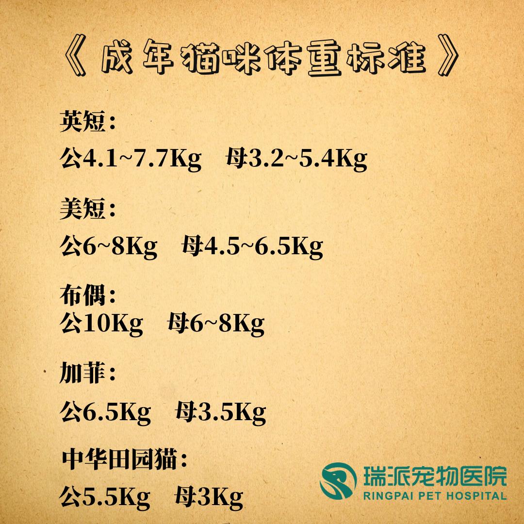 猫咪肥胖怎么减肥最有效,肥猫减肥越减越肥