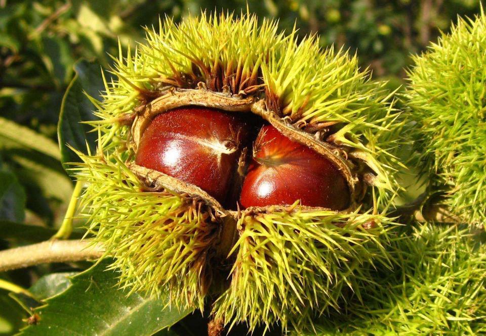 广元市四县三区的特产和景点,四川广元十大著名特产