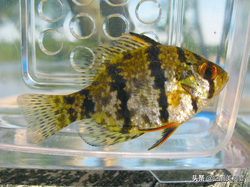 易养的热带观赏鱼有哪些,好养耐活的热带观赏鱼都有哪些