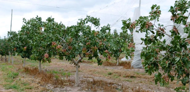 开心果30一斤贵吗,开心果为什么这么贵呢