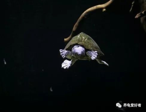 养水龟有啥风水讲究,黄喉拟水龟吃什么