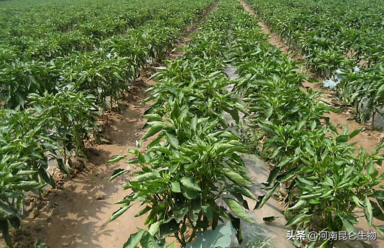 辣椒黄叶是怎么回事？辣椒叶子发黄用什么肥料灌根好？烂根怎么办