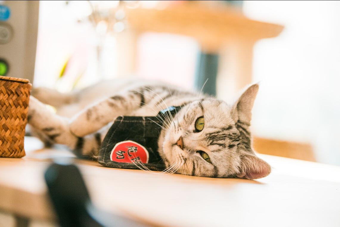 美短加白猫的优点和缺点,如果选一个宠物你会选什么