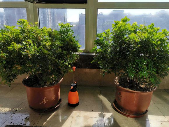 什么时候养米兰最合适,米兰是多棵养还是单棵养好