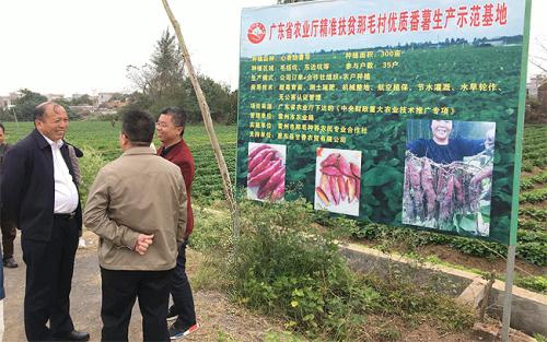 湛江哪种番薯最便宜又好吃,雷州番薯哪里最好