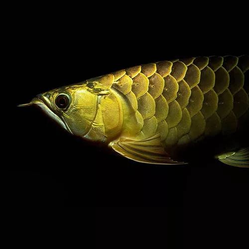 世界十大凶猛淡水鱼类,顶级淡水鱼类