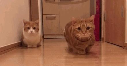 养什么猫可以带来好运,养什么猫会带来好运