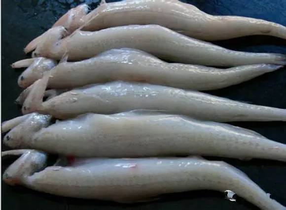 海鲜大全,最全海鲜冷知识