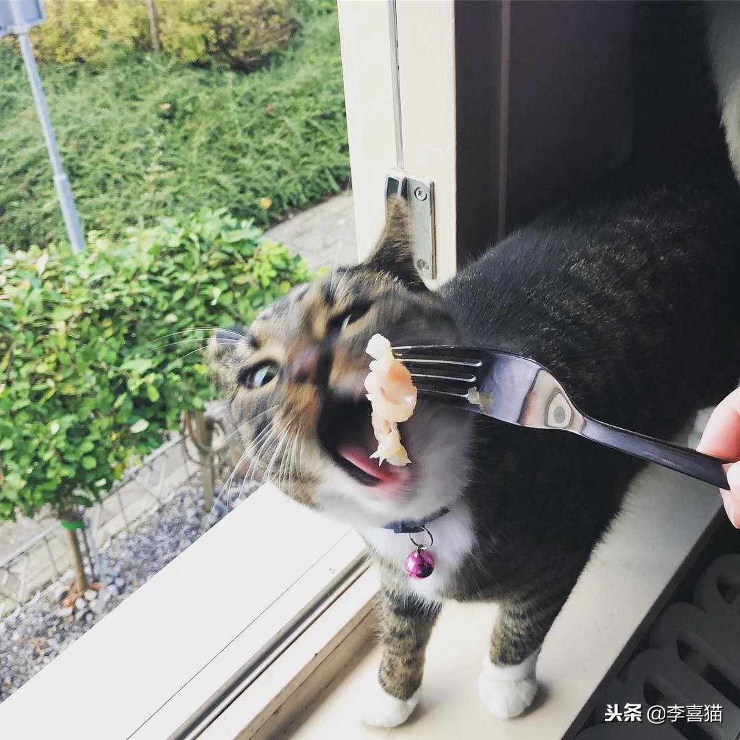 猫咪拉稀不吃饭没精神拒食,猫咪拒食