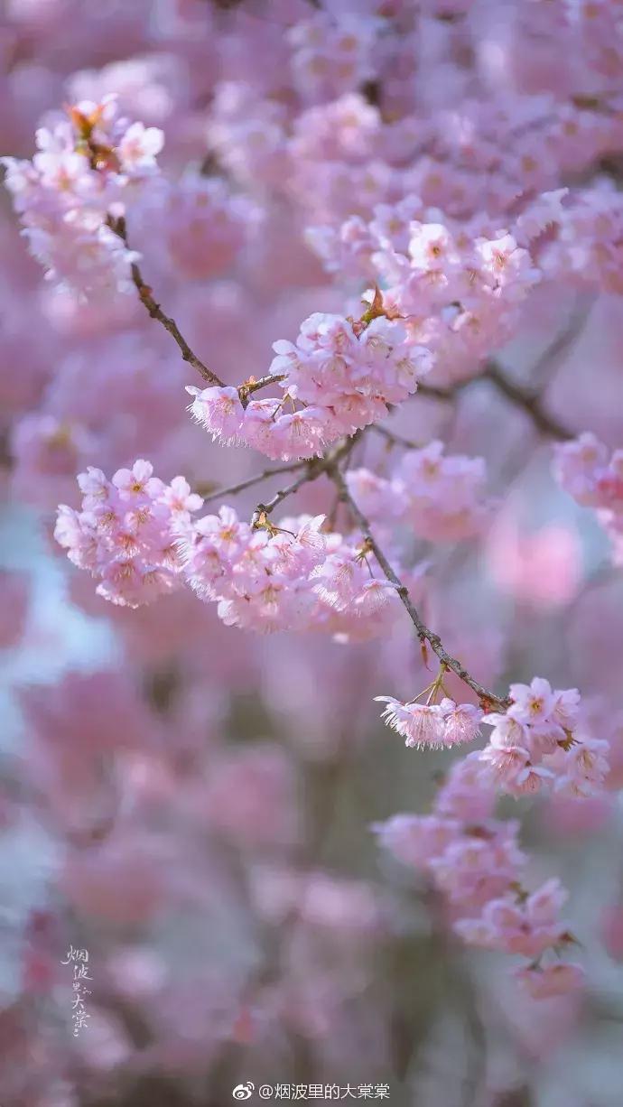 濡備綍鍖哄垎妯辫姳妗冭姳姊ㄨ姳鏉忚姳娴锋,妯辫姳妗冭姳鏉庤姳鏉忚姳濡備綍鍖哄垎